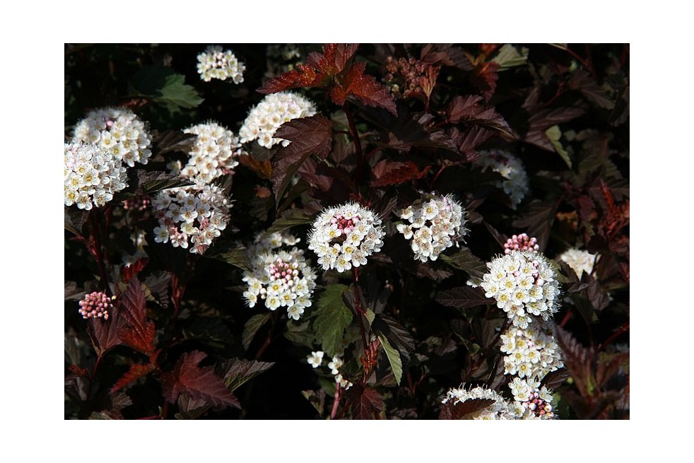Ninebark Diable d'Or® (Photo by David J. Stang, CC BY-SA 4.0 , via Wikimedia Commons)