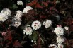 Sneeuwbalspirea Diable d'Or® (Photo by David J. Stang, CC BY-SA 4.0 , via Wikimedia Commons)