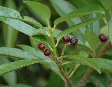 Laurier-Cerise Caucasica
