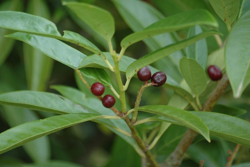 Cherry Laurel Caucasica