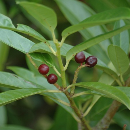 Caucasica Laurierkers