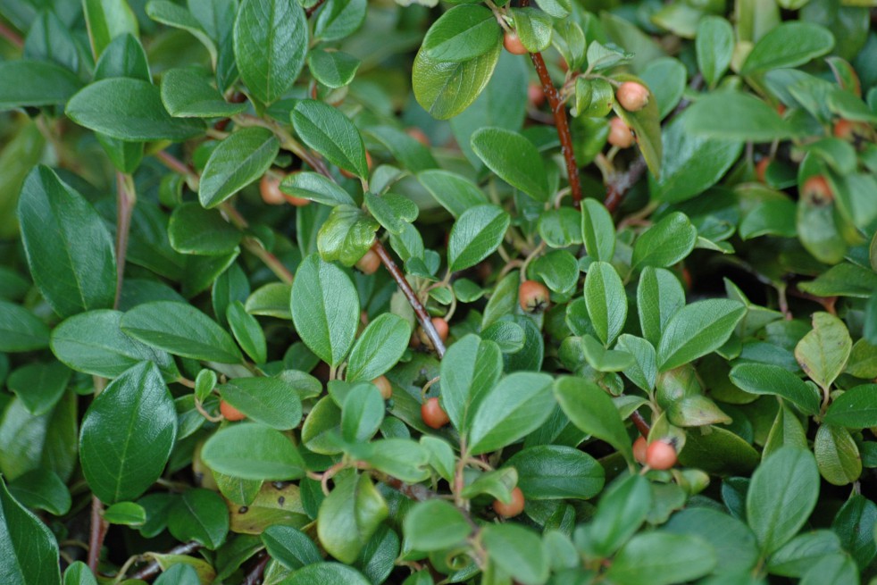 Bearberry cotoneaster Major