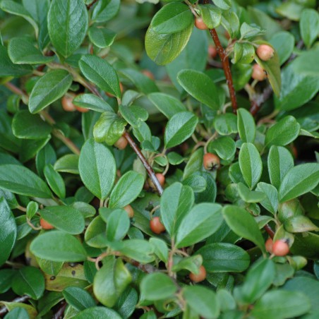 Cotonéaster de Dammer Major