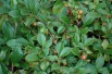 Bearberry cotoneaster Major Bearberry cotoneaster Major