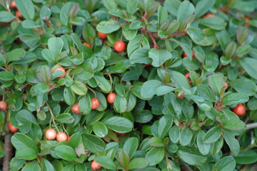 Bearberry cotoneaster