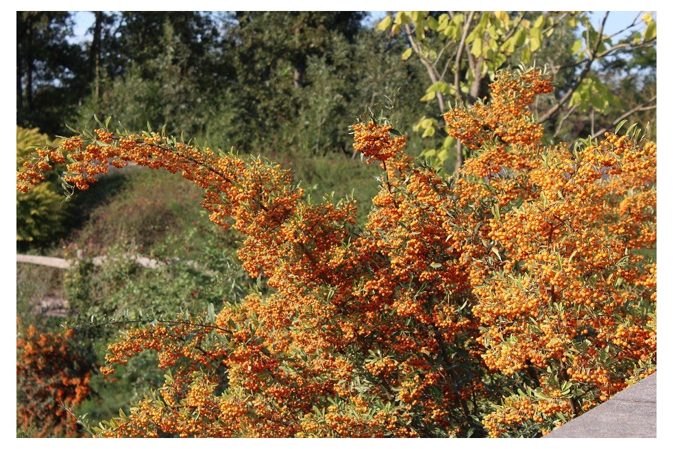 Buisson ardent Orange Glow