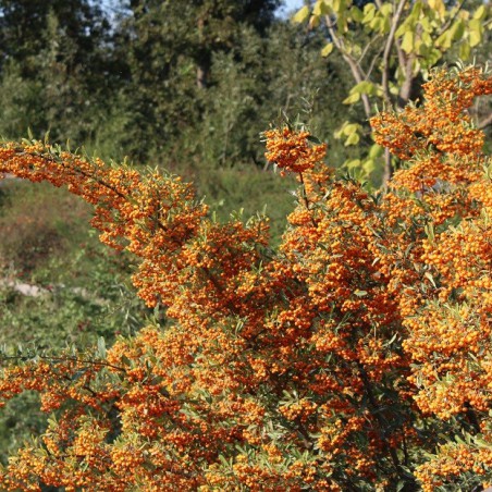 Firethorn Orange Glow