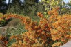 Firethorn Orange Glow