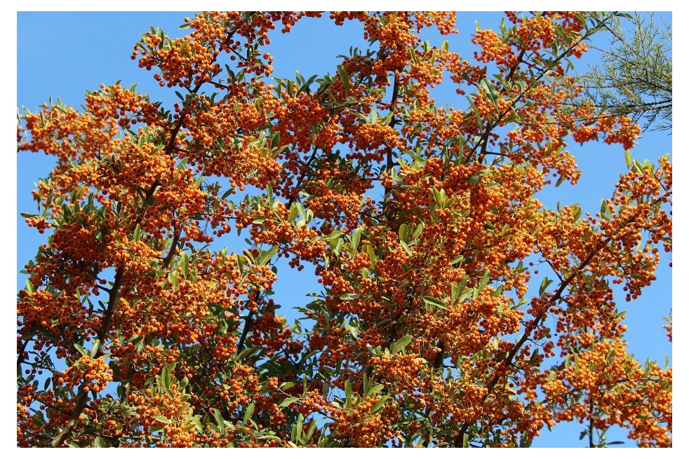 Buisson ardent Orange Glow