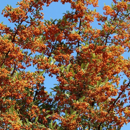Firethorn Orange Glow
