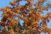 Buisson ardent Orange Glow