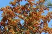 Firethorn Orange Glow