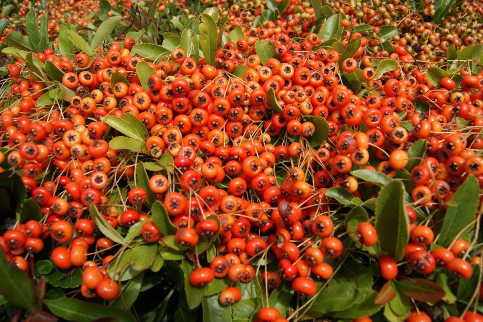 Buisson ardent Orange Glow