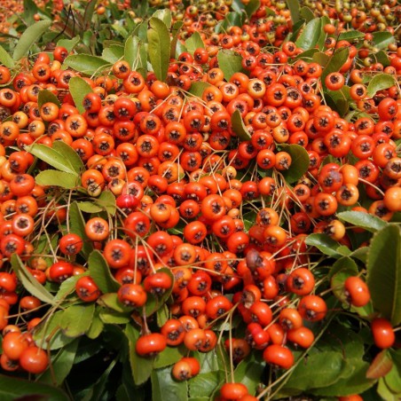 Firethorn Orange Glow
