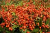 Buisson ardent Orange Glow
