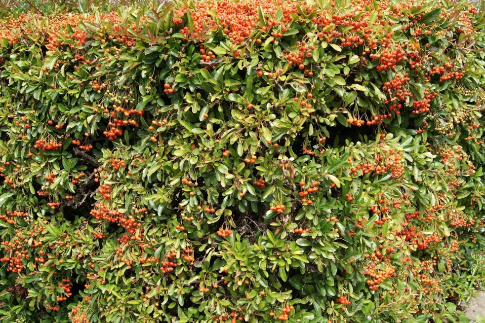 Buisson ardent Orange Glow