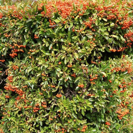 Firethorn Orange Glow