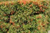 Buisson ardent Orange Glow