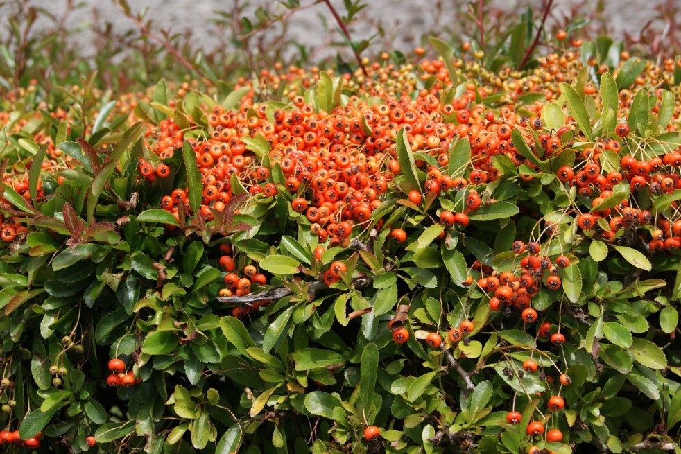 Firethorn Orange Glow