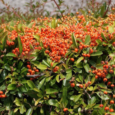 Firethorn Orange Glow