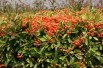 Buisson ardent Orange Glow