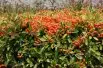 Firethorn Orange Glow