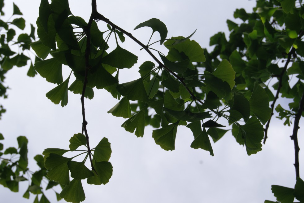 gingko_biloba