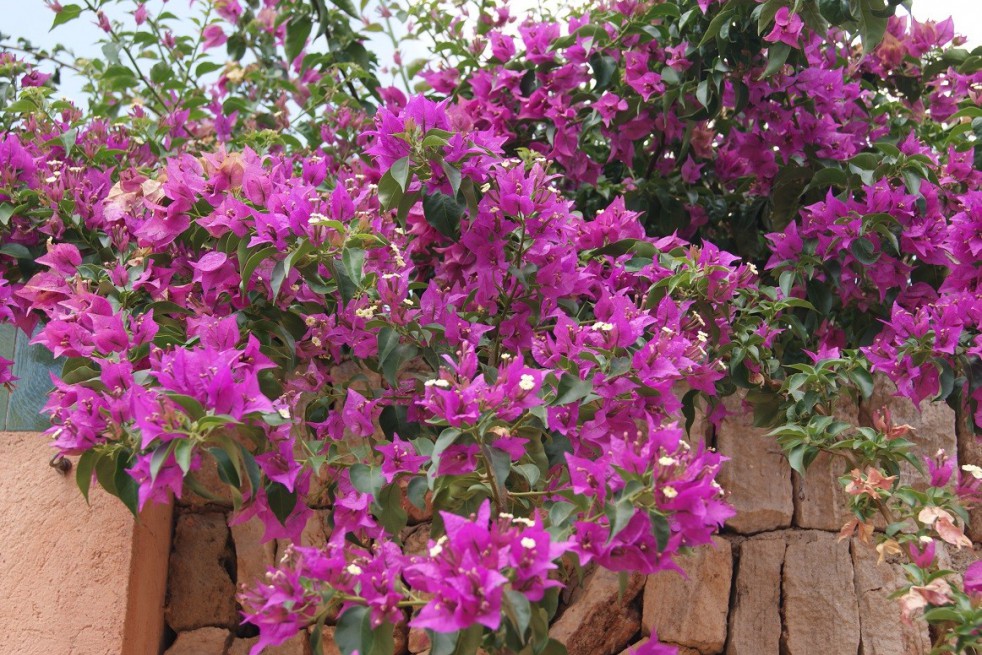 Bougainvillea Alexandra