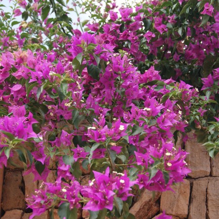 Bougainvillier Alexandra