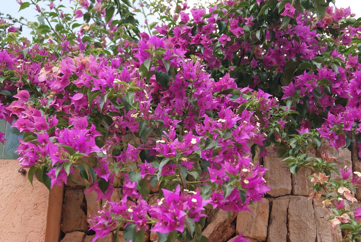 Bougainvillea Alexandra