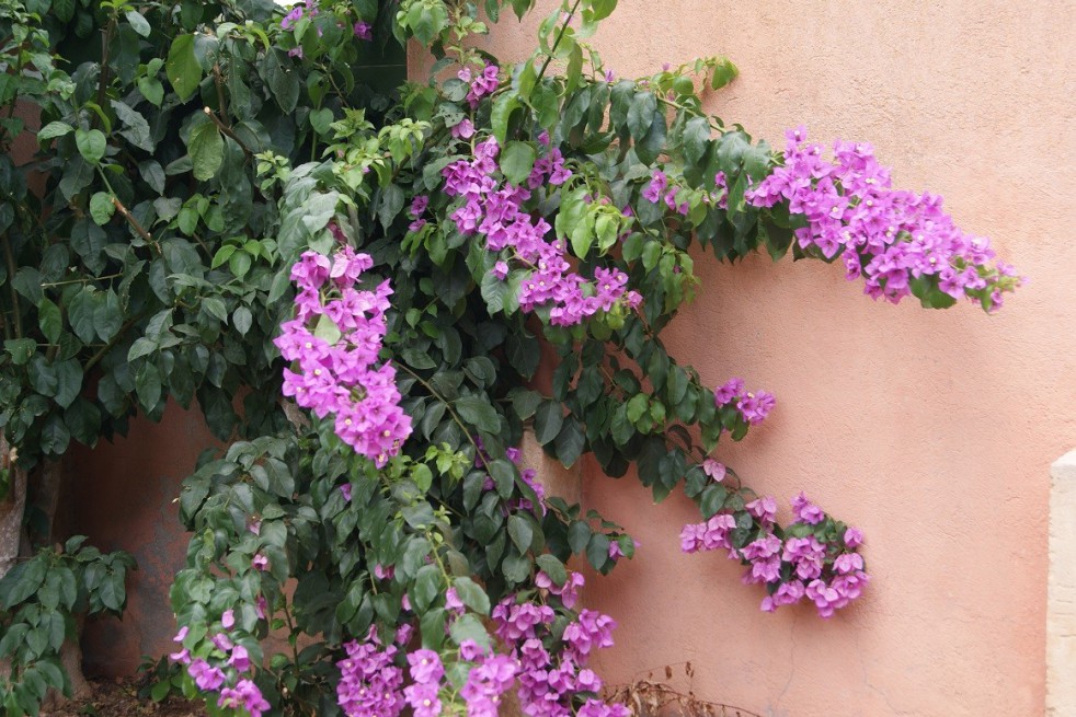 Bougainvillea Alexandra