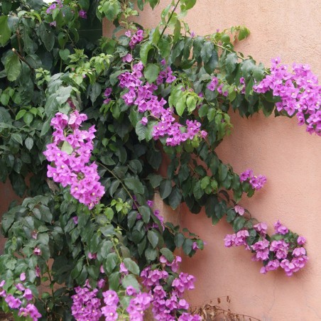 Bougainvillea Alexandra