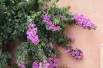 Bougainvillier Alexandra