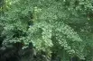 gingko_biloba
