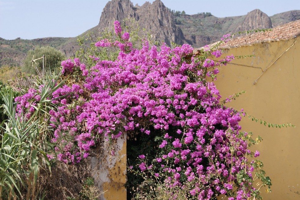 Bougainvillea Alexandra