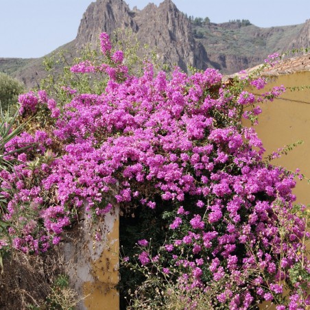 Bougainvillier Alexandra