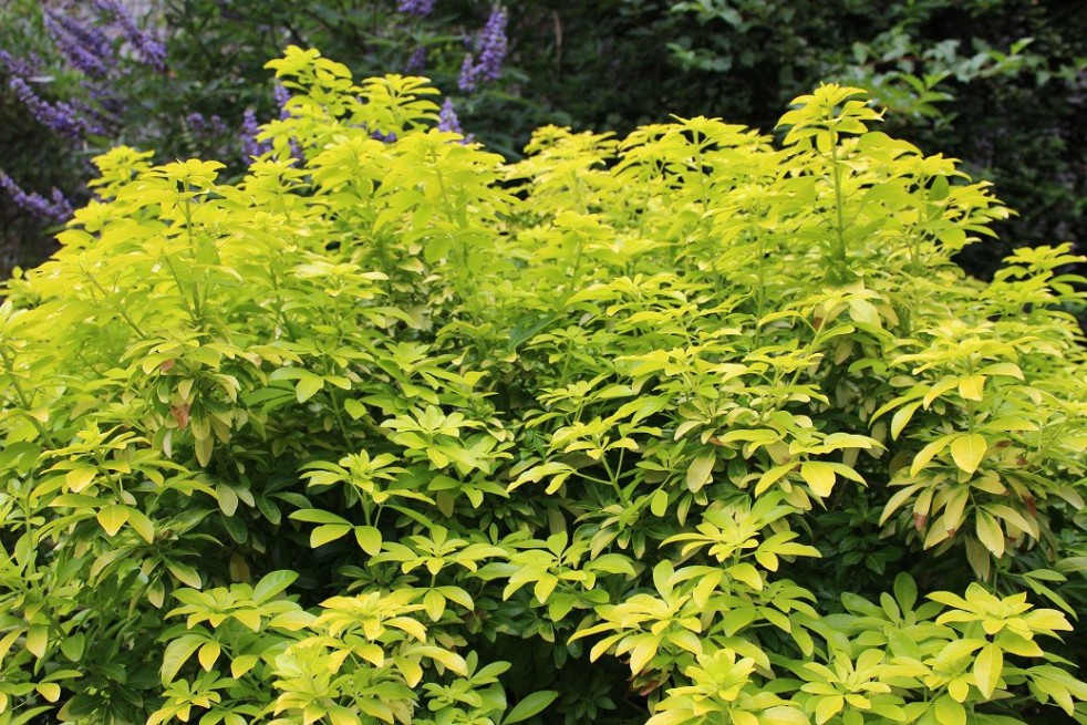 Oranger du Mexique Sundance Lich