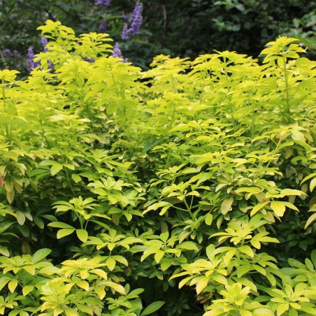 Mexican orange blossom Sundance Lich