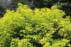 Mexican orange blossom Sundance Lich