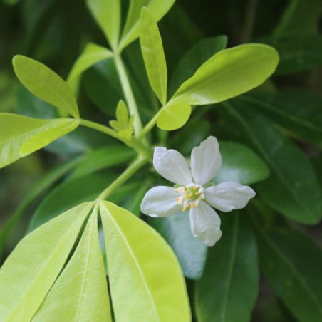 Mexican orange blossom Sundance Lich