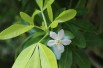 Mexican orange blossom Sundance Lich