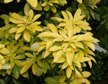 Mexican orange blossom Sundance Lich