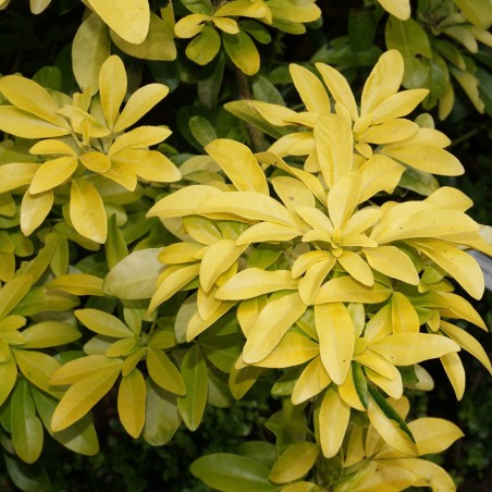 Mexican orange blossom Sundance Lich