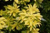 Mexican orange blossom Sundance Lich