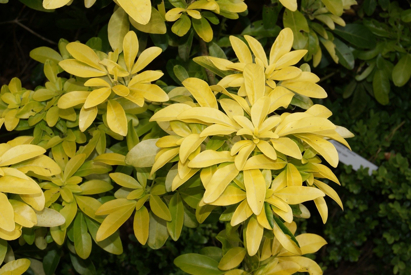 Mexican orange blossom Sundance Lich