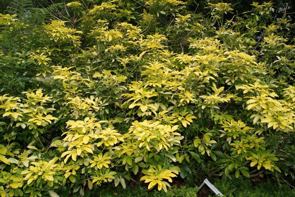Mexican orange blossom Sundance Lich