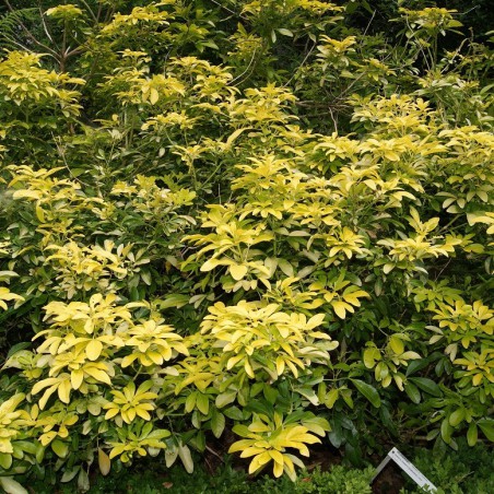 Mexican orange blossom Sundance Lich