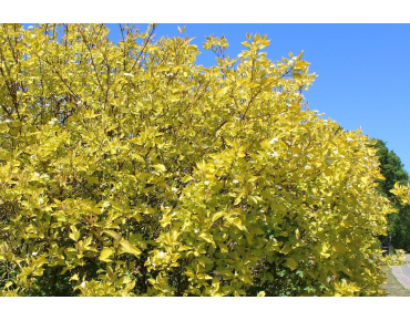 Golden Tartarean dogwood