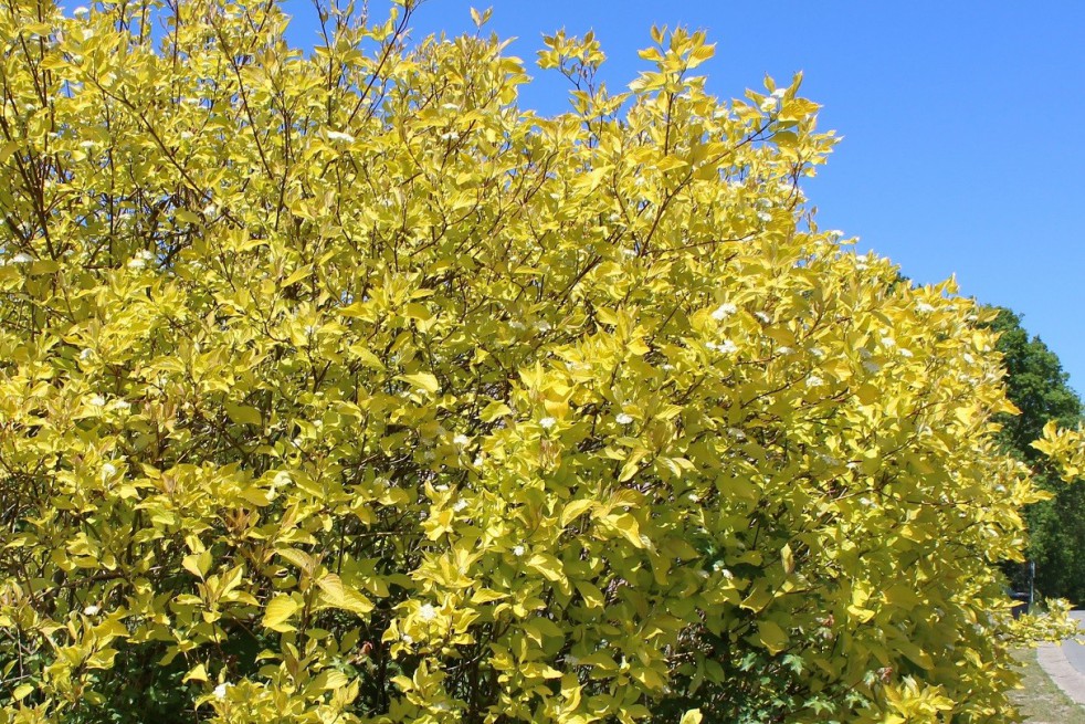 Golden Tartarean dogwood