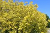 Golden Tartarean dogwood